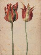 Georg Flegel Two Tulips oil painting on canvas